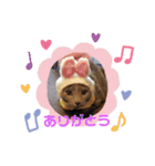 家のにゃんこちゃんたち（個別スタンプ：16）