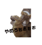 家のにゃんこちゃんたち（個別スタンプ：18）