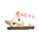 家のにゃんこちゃんたち（個別スタンプ：21）