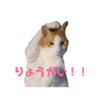 家のにゃんこちゃんたち（個別スタンプ：23）