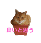 家のにゃんこちゃんたち（個別スタンプ：24）