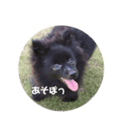 ポメ子のみ（個別スタンプ：2）