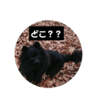 ポメ子のみ（個別スタンプ：7）