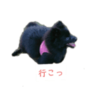 ポメ子のみ（個別スタンプ：8）