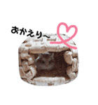 こちゃまるスタンプ②（個別スタンプ：21）