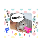 こちゃまるスタンプ②（個別スタンプ：26）