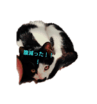 みゅーの日常（個別スタンプ：1）