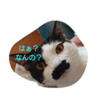 みゅーの日常（個別スタンプ：5）