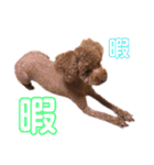 トイプードル コロナの日常（個別スタンプ：24）