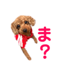 トイプードル コロナの日常（個別スタンプ：32）