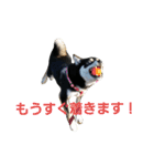 黒柴 Ryota（個別スタンプ：6）