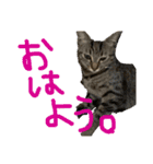 ねこーずスタンプ（個別スタンプ：1）