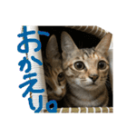 ねこーずスタンプ（個別スタンプ：4）