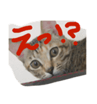ねこーずスタンプ（個別スタンプ：5）