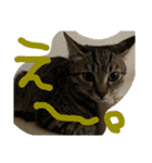 ねこーずスタンプ（個別スタンプ：6）
