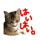 ねこーずスタンプ（個別スタンプ：7）