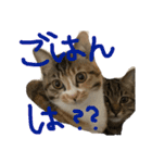 ねこーずスタンプ（個別スタンプ：8）