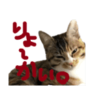 ねこーずスタンプ（個別スタンプ：9）