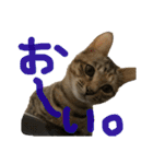ねこーずスタンプ（個別スタンプ：10）