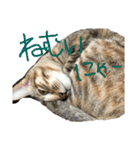 ねこーずスタンプ（個別スタンプ：12）