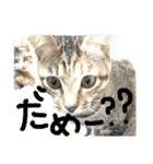 ねこーずスタンプ（個別スタンプ：13）
