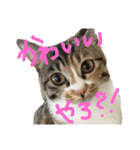ねこーずスタンプ（個別スタンプ：14）