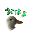 イチ君とリョーマ君のヤツ（個別スタンプ：1）
