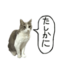 イチ君とリョーマ君のヤツ（個別スタンプ：6）