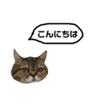 かわいい猫たちの一言（個別スタンプ：3）