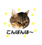 かわいい猫たちの一言（個別スタンプ：4）