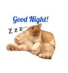 かわいい猫たちの一言（個別スタンプ：5）