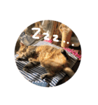 かわいい猫たちの一言（個別スタンプ：6）