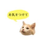 かわいい猫たちの一言（個別スタンプ：7）