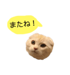 かわいい猫たちの一言（個別スタンプ：8）