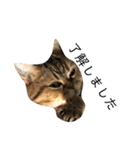 かわいい猫たちの一言（個別スタンプ：9）