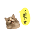 かわいい猫たちの一言（個別スタンプ：10）