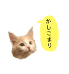 かわいい猫たちの一言（個別スタンプ：11）