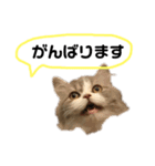 かわいい猫たちの一言（個別スタンプ：12）