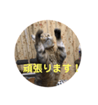 かわいい猫たちの一言（個別スタンプ：13）