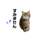 かわいい猫たちの一言（個別スタンプ：14）
