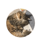 かわいい猫たちの一言（個別スタンプ：15）