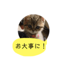かわいい猫たちの一言（個別スタンプ：16）