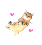 かわいい猫たちの一言（個別スタンプ：18）