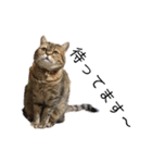 かわいい猫たちの一言（個別スタンプ：19）
