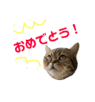 かわいい猫たちの一言（個別スタンプ：20）