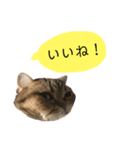 かわいい猫たちの一言（個別スタンプ：21）