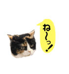 かわいい猫たちの一言（個別スタンプ：22）