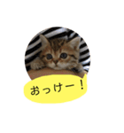 かわいい猫たちの一言（個別スタンプ：23）