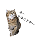 かわいい猫たちの一言（個別スタンプ：24）
