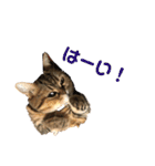 かわいい猫たちの一言（個別スタンプ：25）